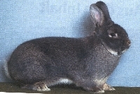 Blaugraue Wiener