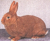 Rote Neuseeländer
