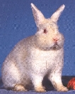 Satin elfenbein