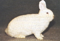 WeißeWiener